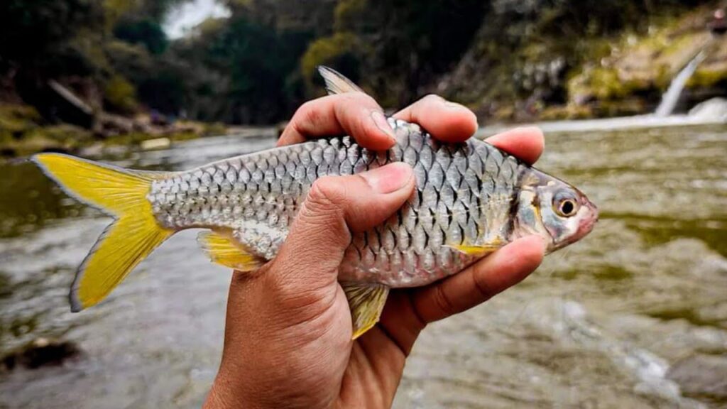 ikan putihan