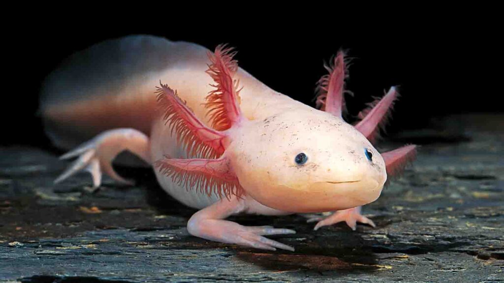ikan salamander