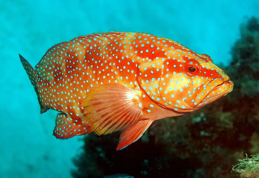 ikan sunu