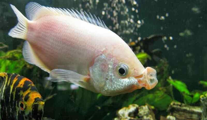 ikan tembakang