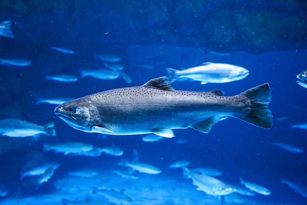 Nama ikan laut