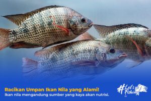 Racikan Umpan Ikan Nila yang Alami!