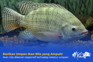 Racikan Umpan Ikan Nila yang Ampuh!