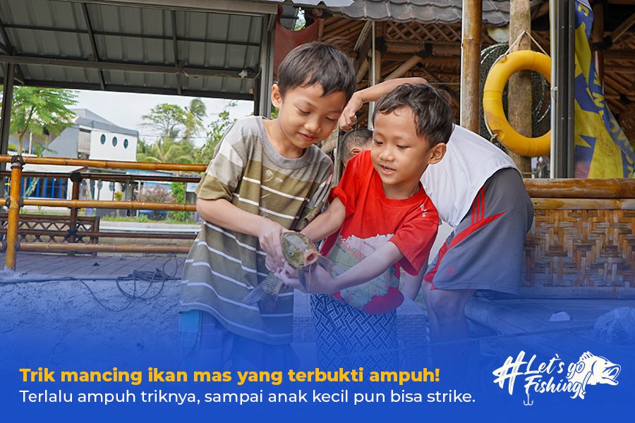 7 Trik Mancing Ikan Mas Paling Ampuh, Yuk coba sekarang!