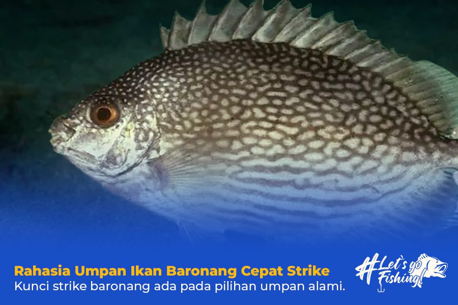 Rahasia Umpan Ikan Baronang cepat strike