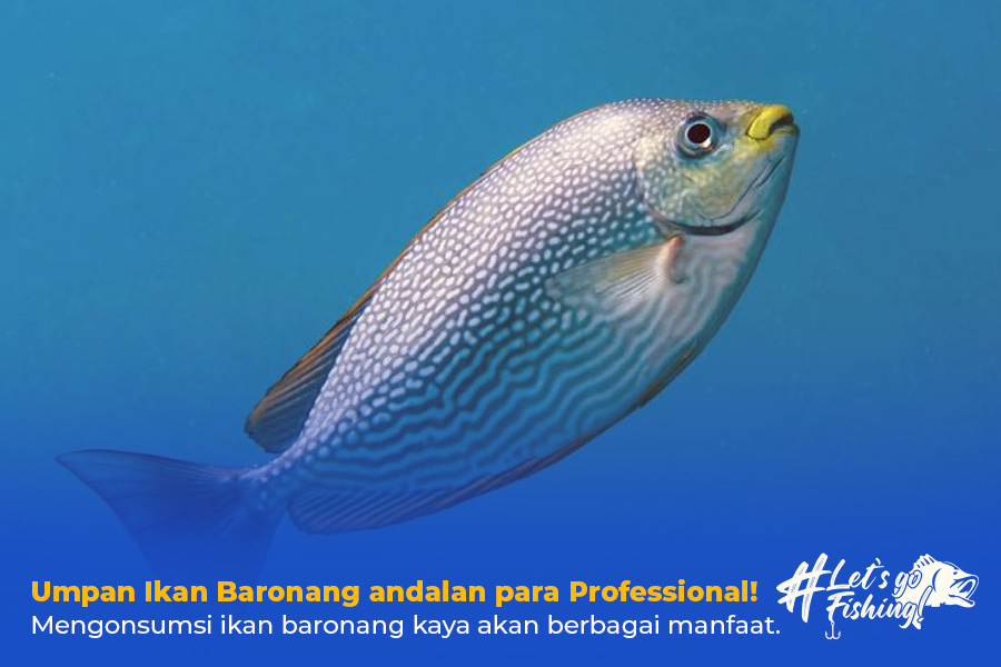 umpan ikan baronang