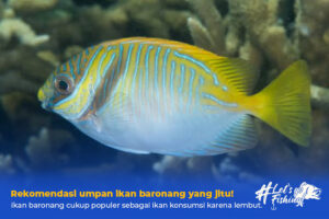 umpan ikan baronang