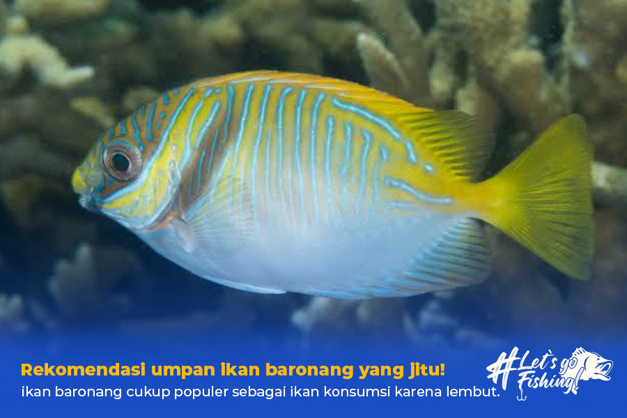 umpan ikan baronang