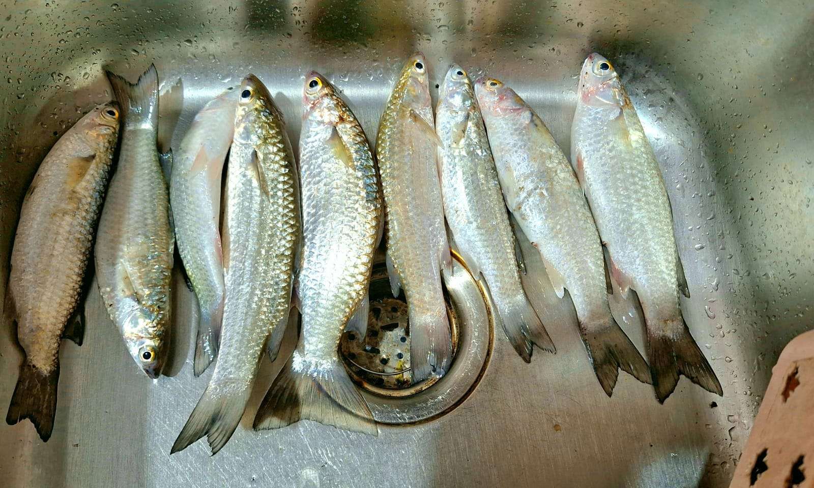 Mancing Belanak: 5 Tips Jitu Memilih Umpan Ikan Belanak