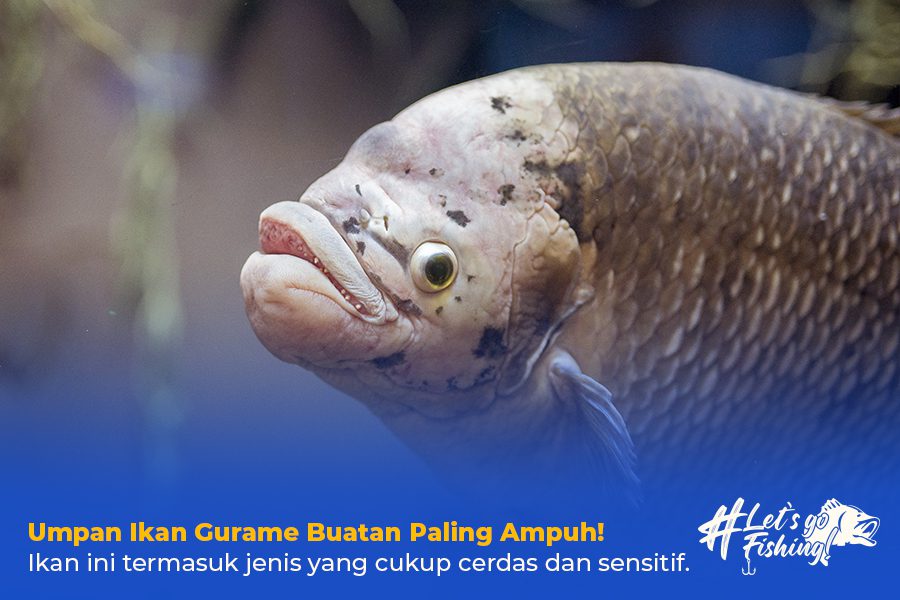 Umpan Ikan Gurame Buatan Paling Ampuh!