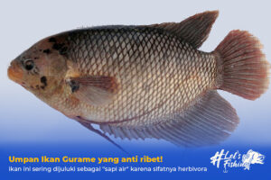 umpan ikan gurame