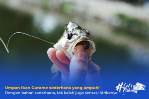 umpan ikan gurame