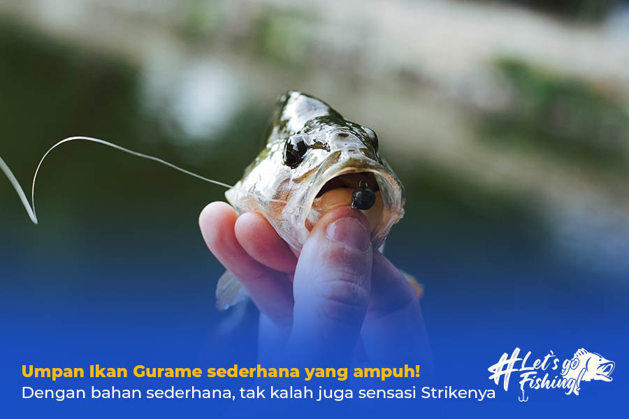 umpan ikan gurame