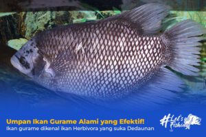 Umpan Ikan Gurame Alami yang Efektif!