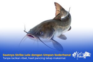 Umpan Ikan Lele alami yang Ampuh!