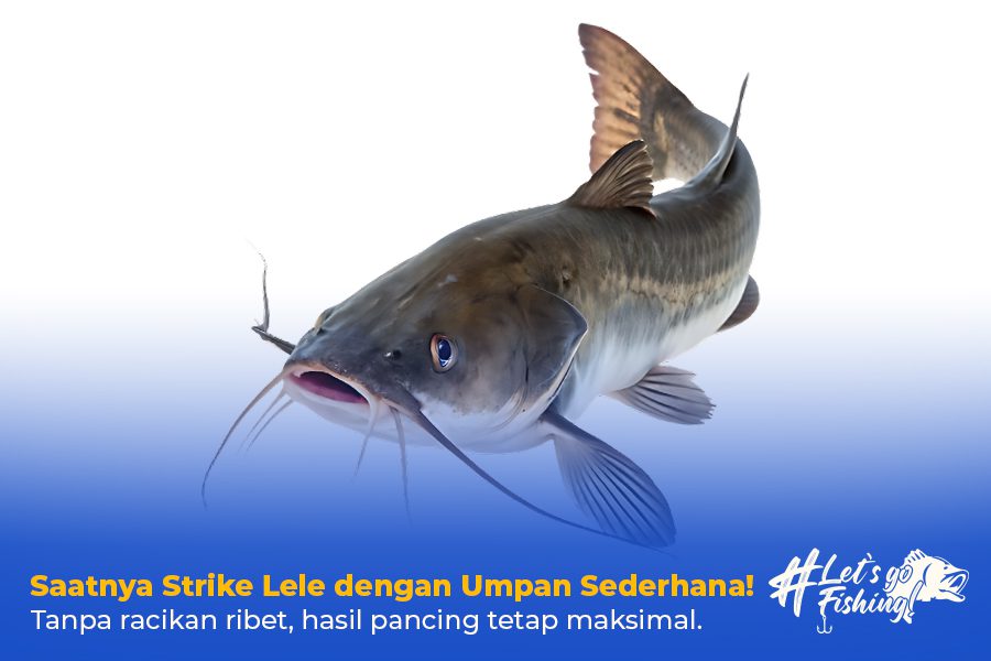 Umpan Ikan Lele alami yang Ampuh!