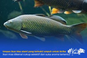 Umpan Ikan Mas alami yang terbukti ampuh untuk Strike